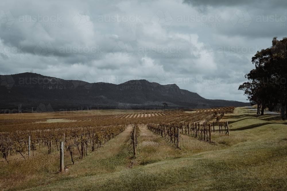Rows of vines at a vineyard with a mountain in the background at the Hunter Valley Wine Region - Australian Stock Image