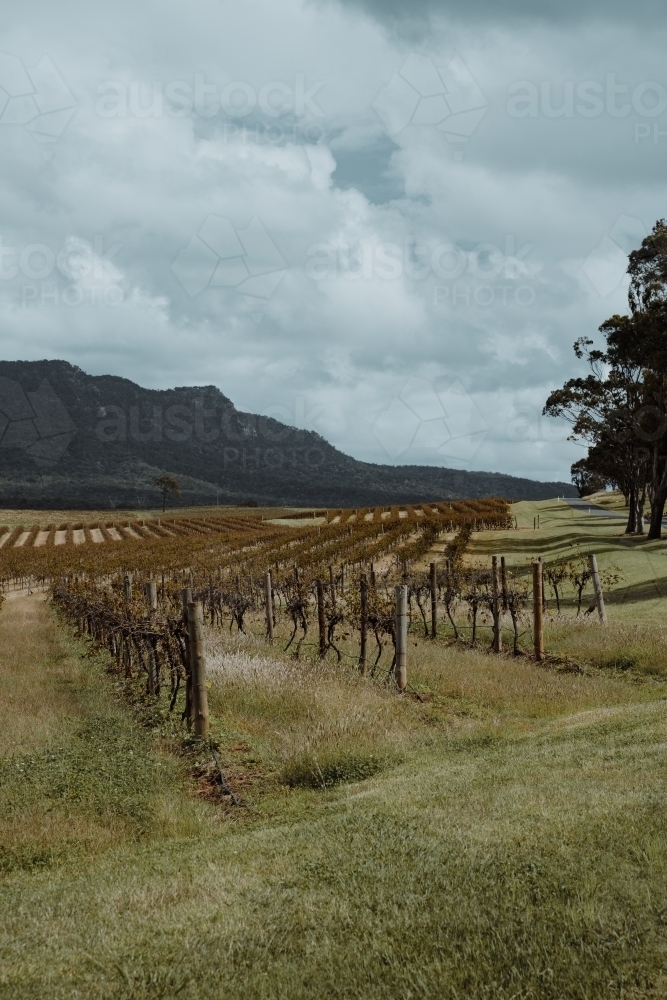 Rows of vines at a vineyard with a mountain in the background at the Hunter Valley Wine Region - Australian Stock Image