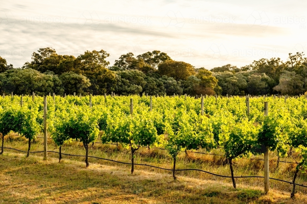 Rows of vines at sunset in Margaret River region - Australian Stock Image