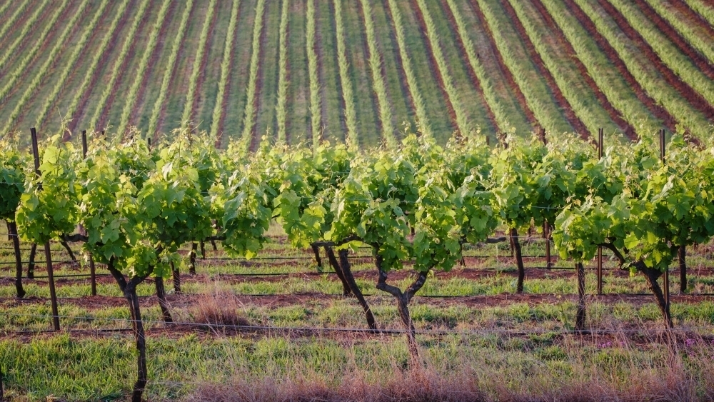 Rows of vines - Australian Stock Image