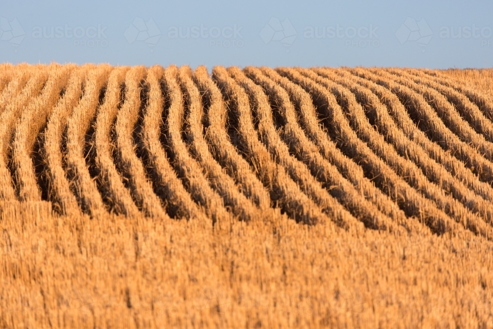 rows of wheat crop stubble plants - Australian Stock Image