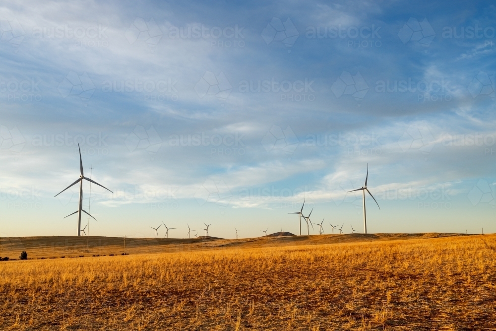 rows of wind turbines in afternoon light - Australian Stock Image