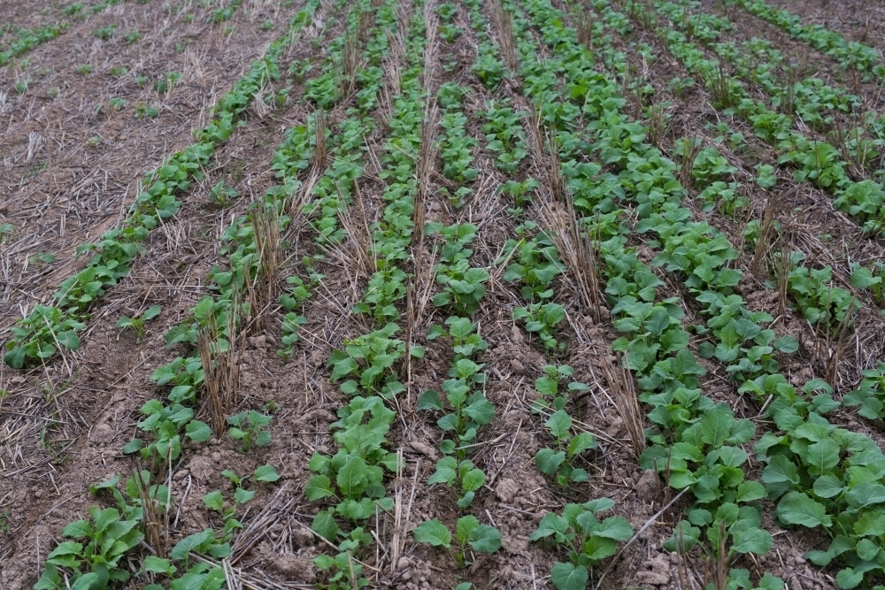 Rows of young canola plants sown directly into stubble (minimum tillage) - Australian Stock Image