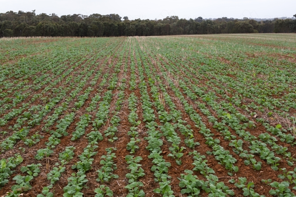 Rows of young canola plants sown directly into stubble (minimum tillage) - Australian Stock Image
