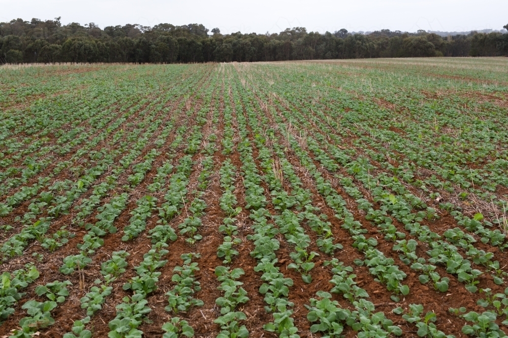 Rows of young canola plants sown directly into stubble (minimum tillage) - Australian Stock Image