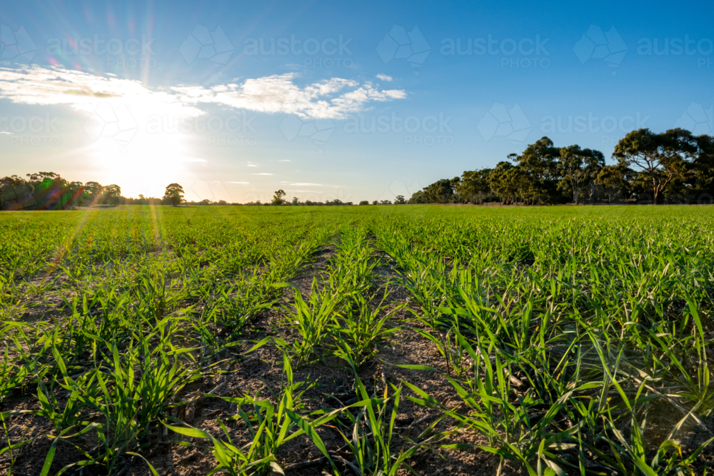 Image of Rows of young green crops growing in rich soil under a clear ...