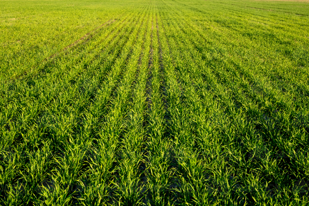 Image of Rows of young green crops growing in rich soil under a clear ...