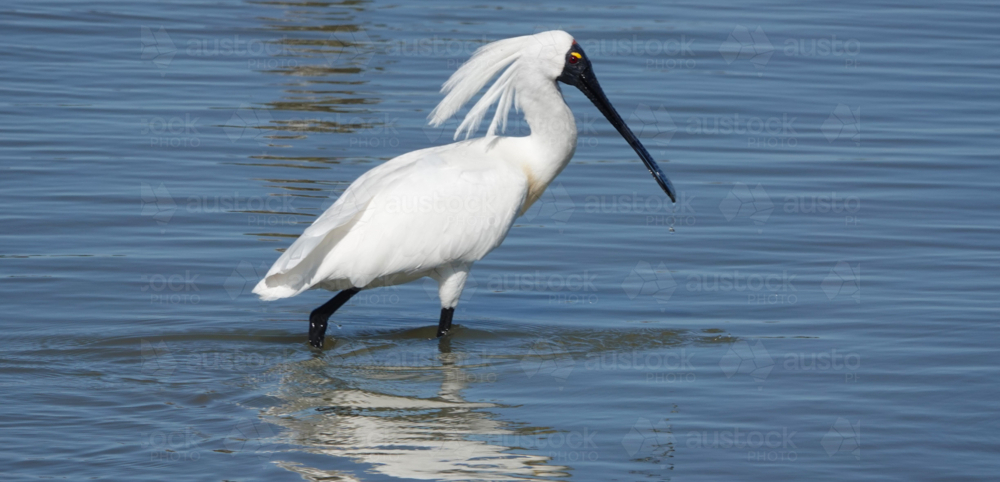 Royal Spoonbill - Australian Stock Image