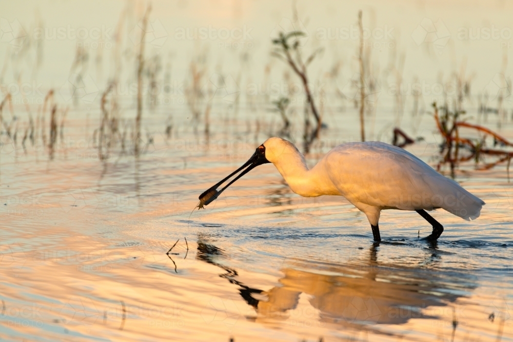 Royal spoonbill with catch in pink light - Australian Stock Image