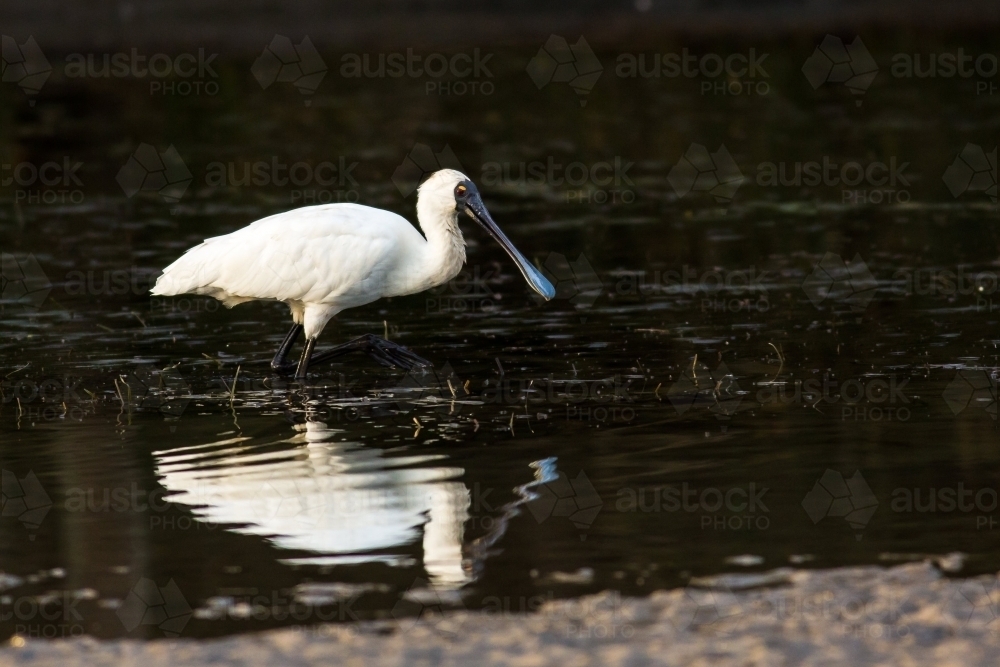 Royal spoonbill with reflection in water - Australian Stock Image