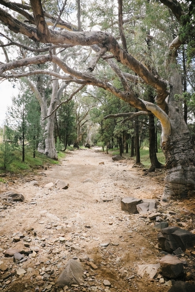 Rugged dirt track flanked by trees - Australian Stock Image