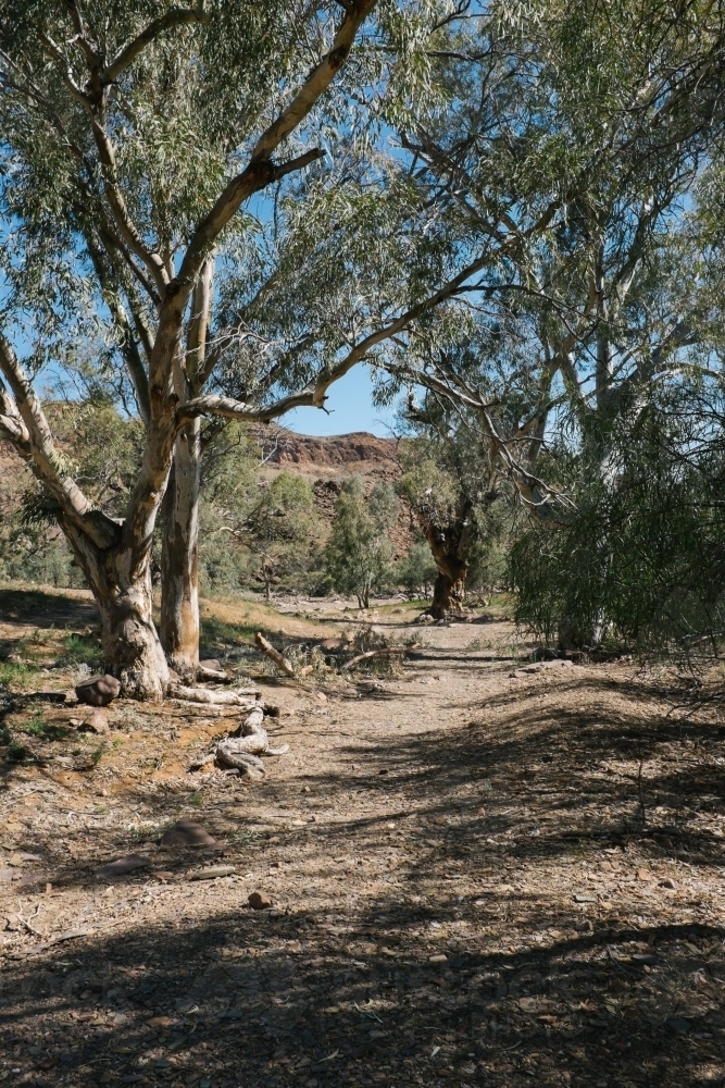 Rugged dirt track flanked by trees - Australian Stock Image