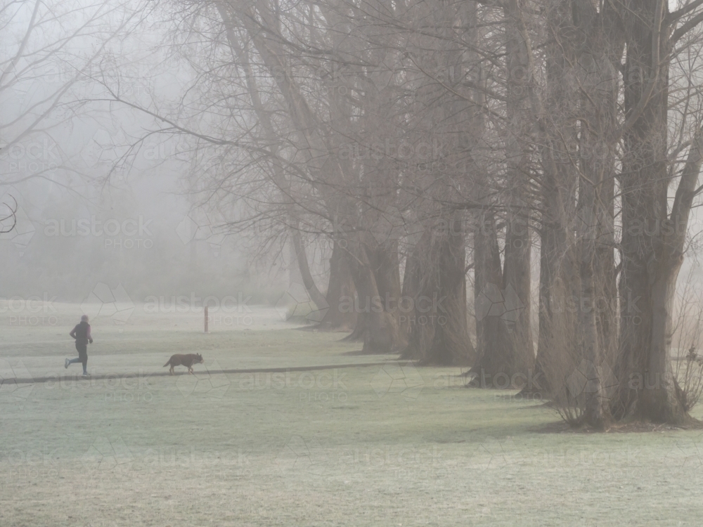 Runner and dog running towards big trees in the fog - Australian Stock Image