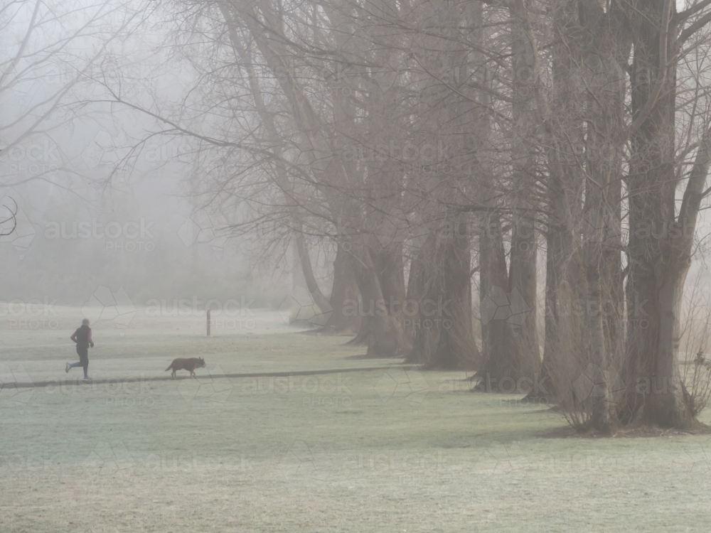 Runner and dog running towards big trees in the fog - Australian Stock Image