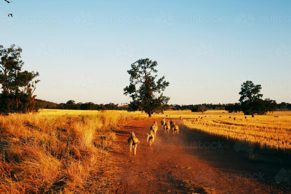 Running sheep on a farm - Australian Stock Image