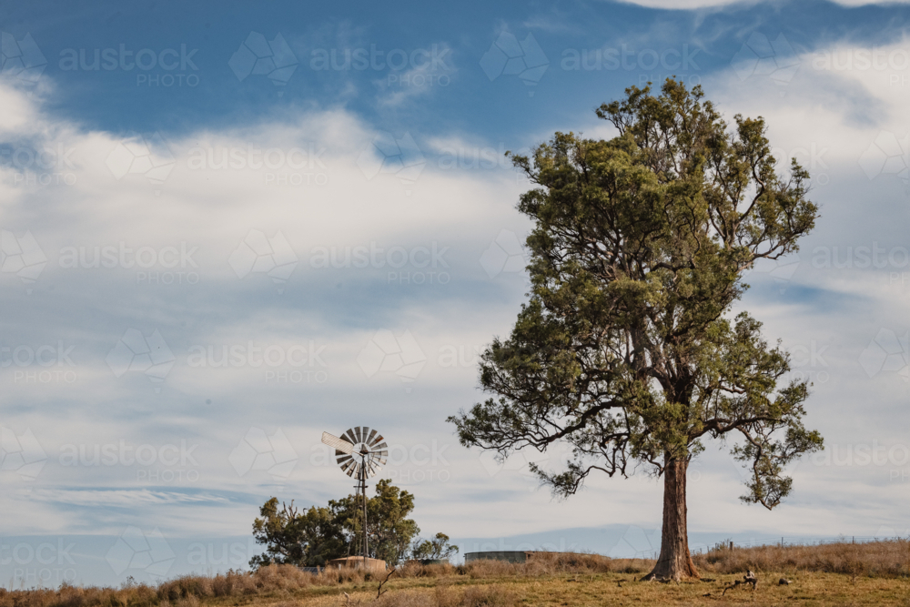 Rural Australian country scene with windmill and large gum tree on hill top - Australian Stock Image