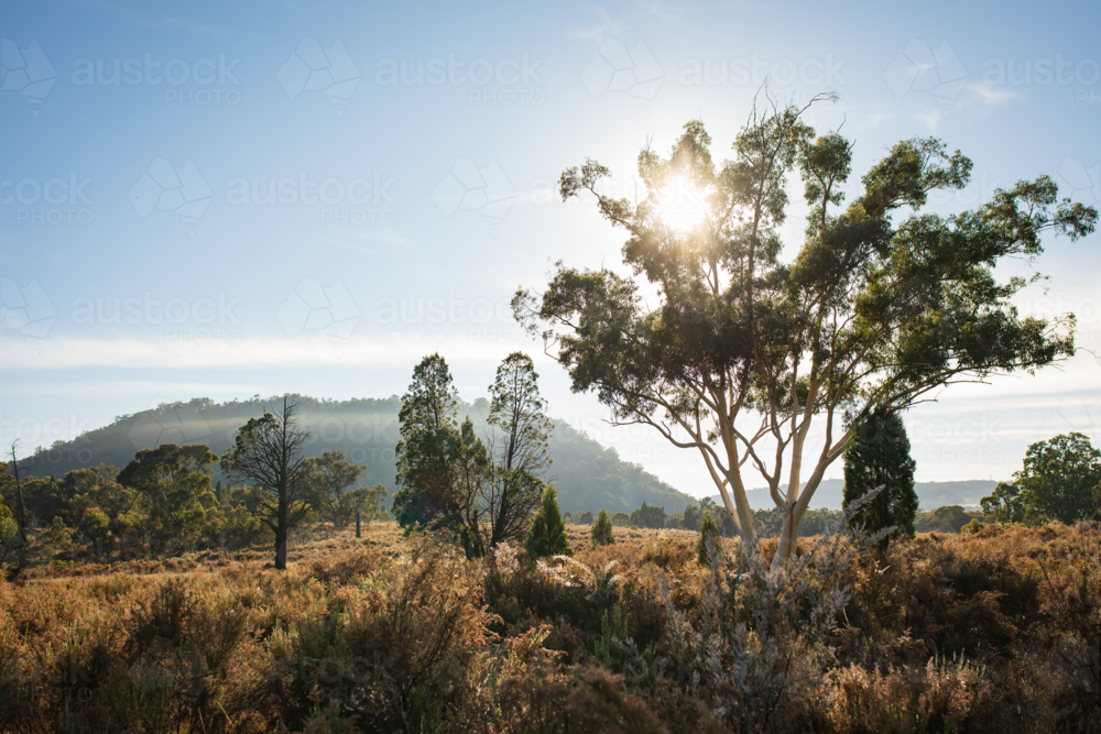Rural Australian landscape on misty morning - Australian Stock Image