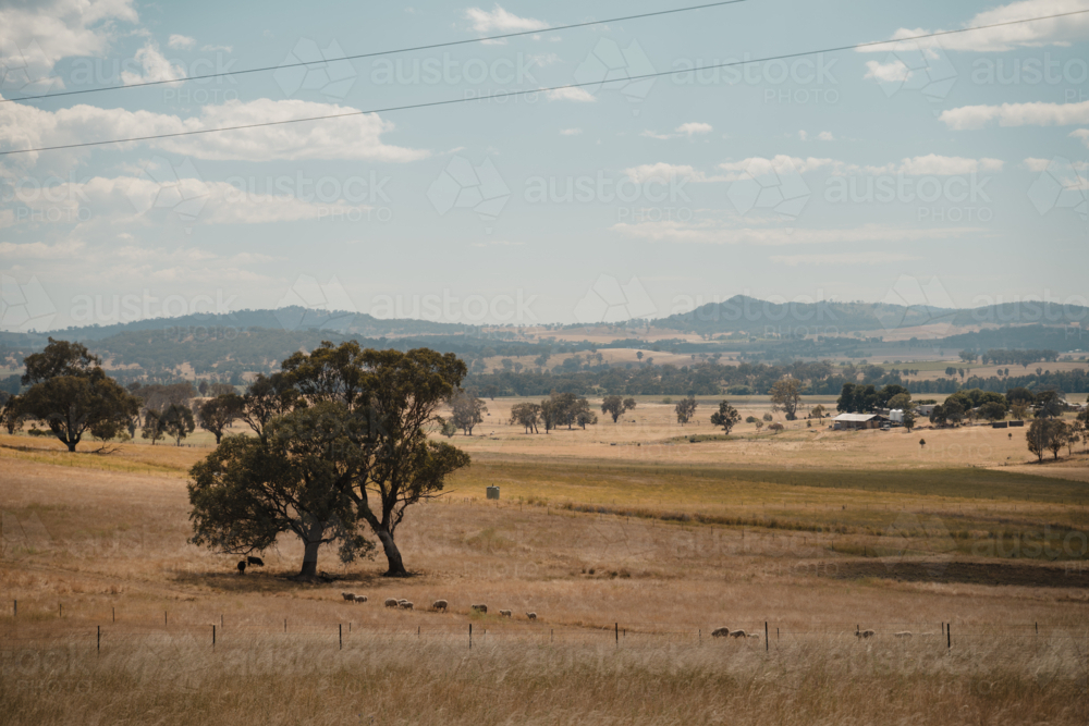 Rural Australian landscape with livestock and rolling hills. - Australian Stock Image