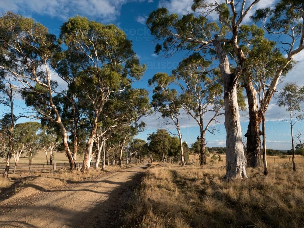 Rural dirt road through gum trees with blue sky - Australian Stock Image
