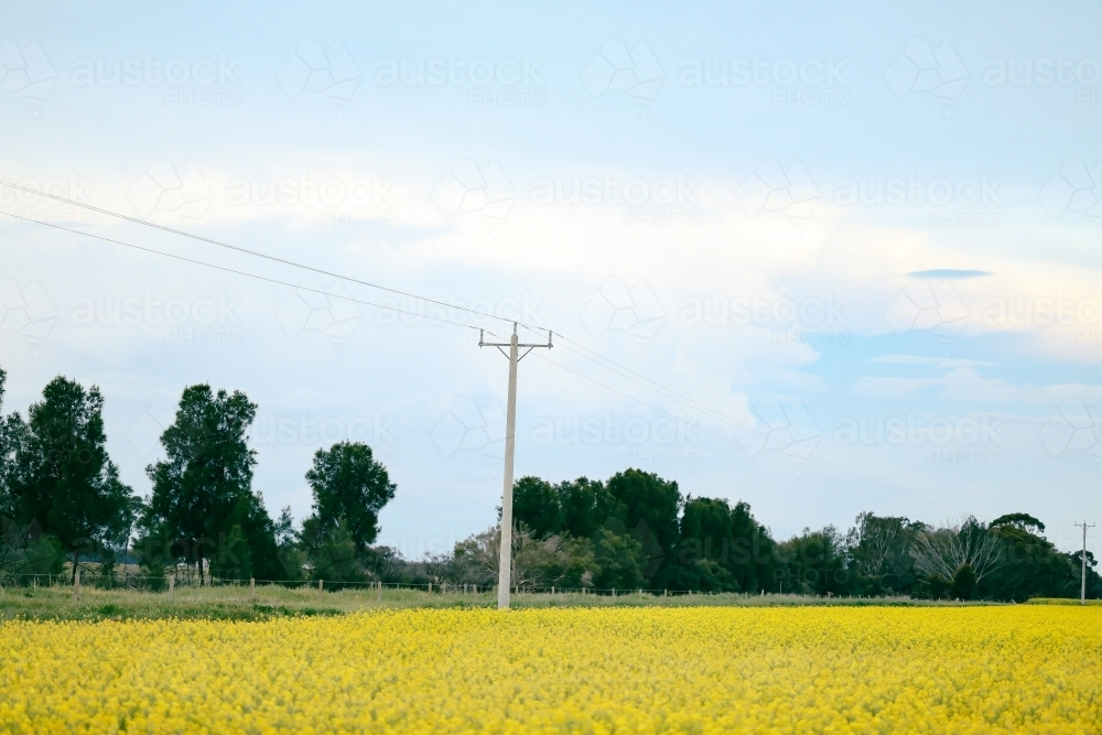 Rural farm scene with canola field in full bloom lined by power lines along roadside - Australian Stock Image