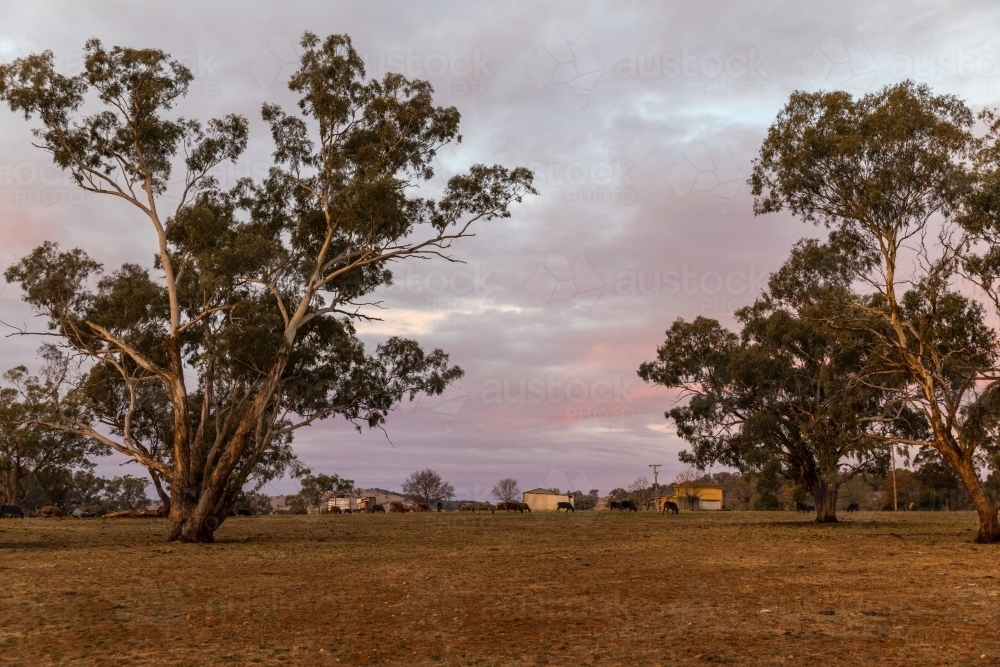 Rural farm with cattle and buildings at sunset - Australian Stock Image