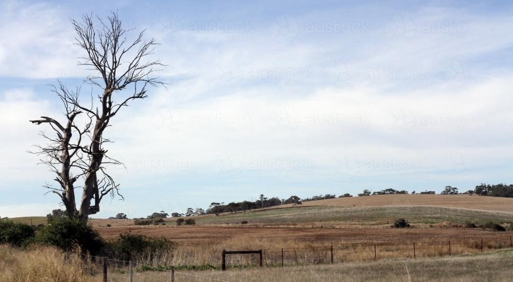 Rural landscape of dead tree and dry hill - Australian Stock Image