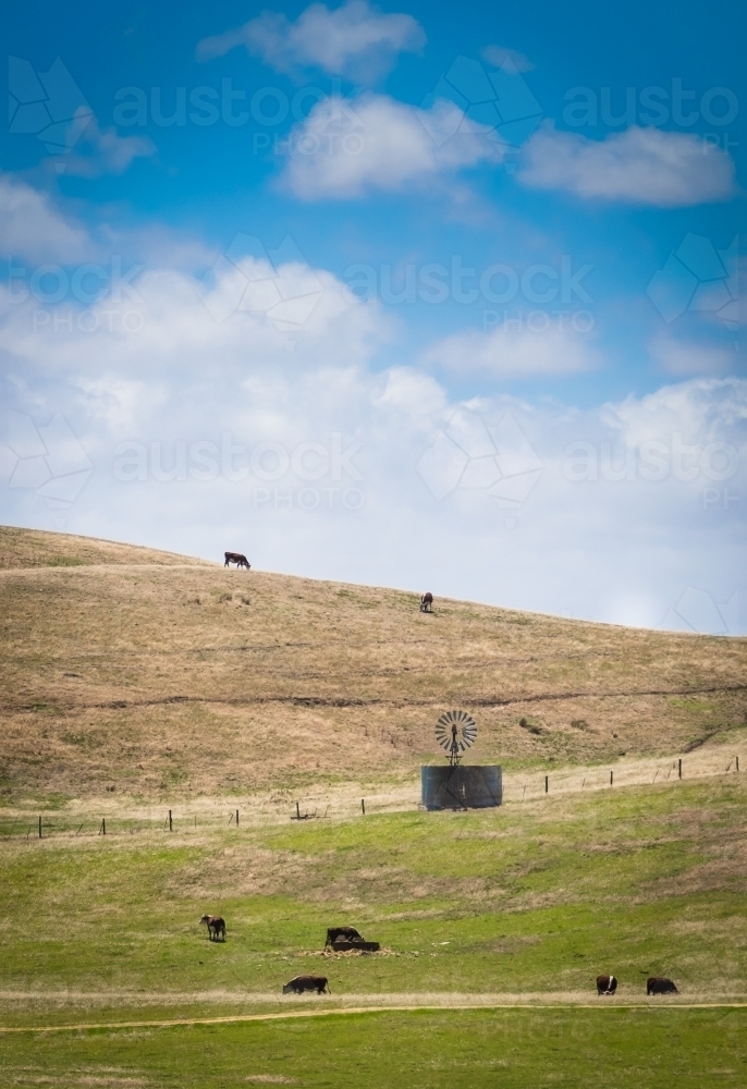 Rural landscape of rolling hills with cows grazing near a windmill - Australian Stock Image
