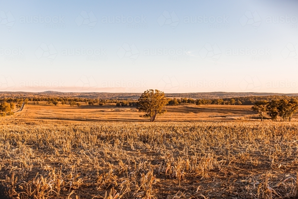 Rural landscape with horizon in late afternoon - Australian Stock Image