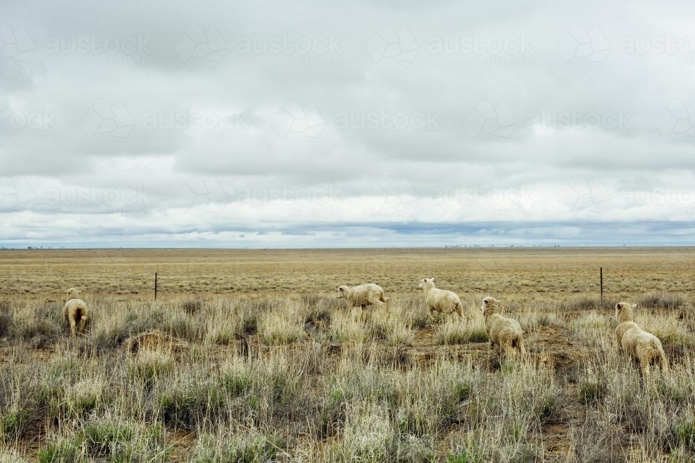 Rural landscape with sheep, brown grass and cloudy sky - Australian Stock Image
