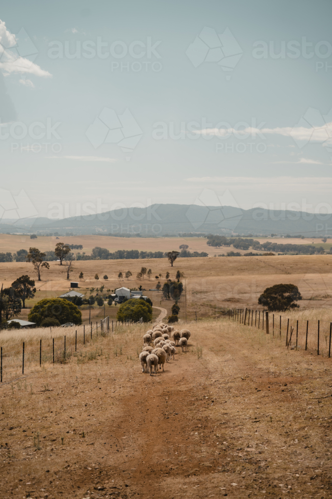 Rural landscape with sheep moving through a dry Australian paddock - Australian Stock Image