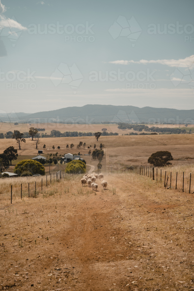 Rural landscape with sheep moving through a dry Australian paddock - Australian Stock Image