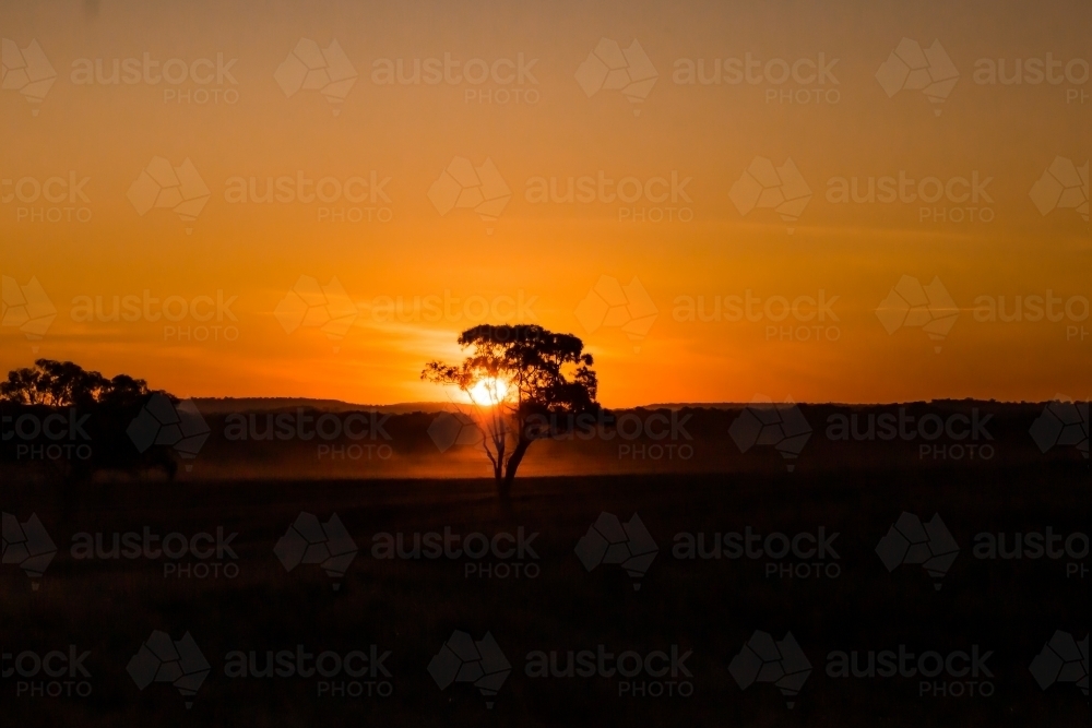 Rural landscape with silhouetted trees against sunset horizon - Australian Stock Image