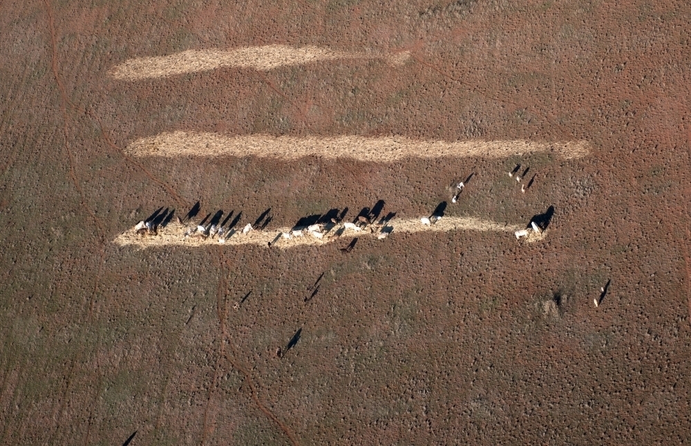 Rural Outback Aerial Landscape with Livestock Feeding - Australian Stock Image