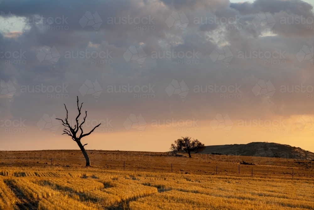 rural scene at sunset - Australian Stock Image