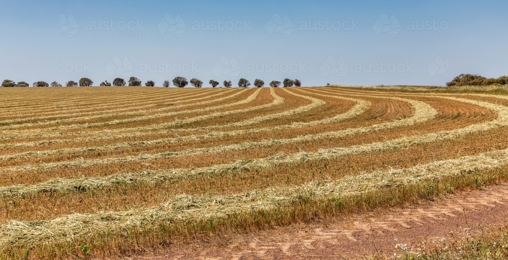 Rural scene in Western Australia with pattern formed by harvester in farmland - Australian Stock Image