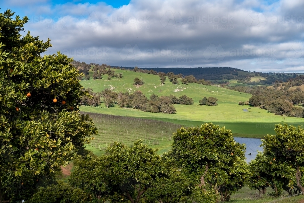 Rural scene looking over a vineyard with orange tree in foreground - Australian Stock Image