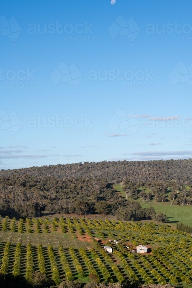 Rural scene looking over plantation of trees - Australian Stock Image