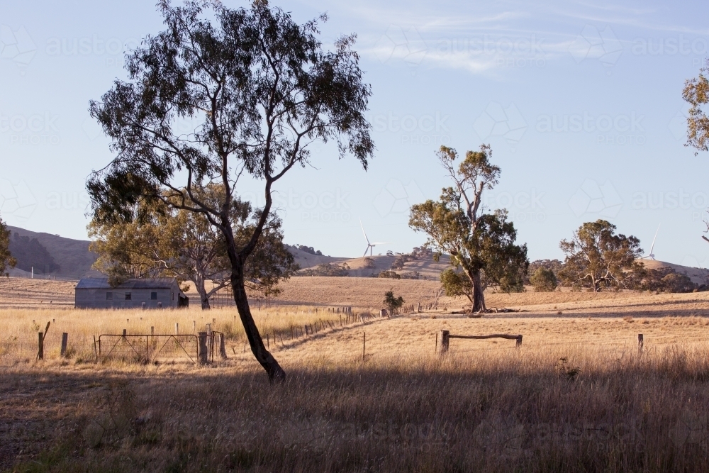 Rural Wind Turbines in a farm setting with a paddock in the foreground - Australian Stock Image