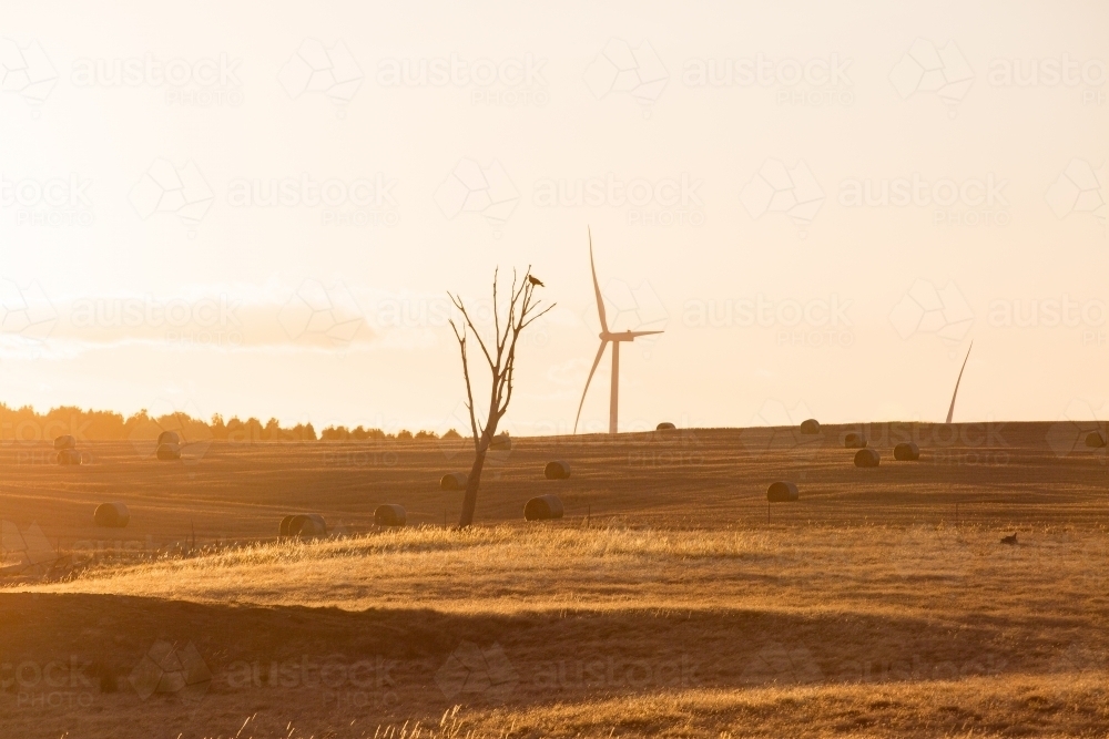 Rural Wind Turbines in a farm setting with evening sunlight across the paddocks - Australian Stock Image