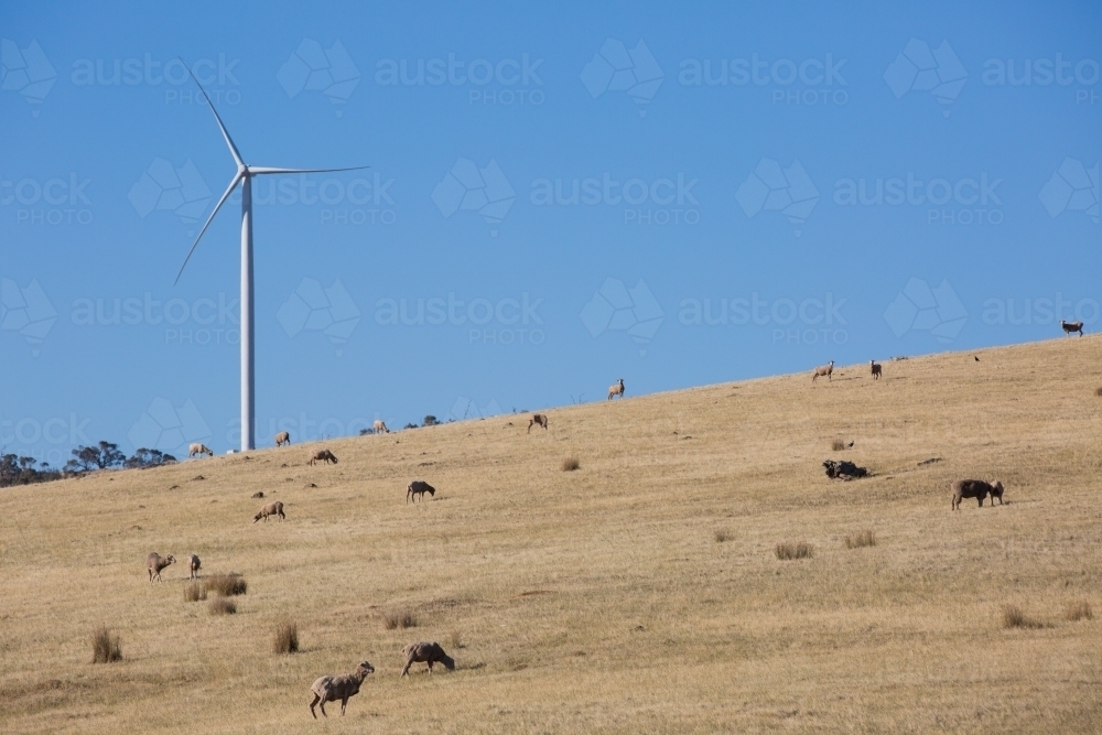 Rural Wind Turbines in a farm setting with livestock in the foreground - Australian Stock Image