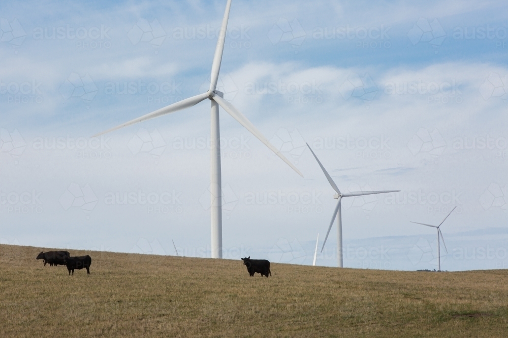 Rural Wind Turbines in farm setting with cattle - Australian Stock Image