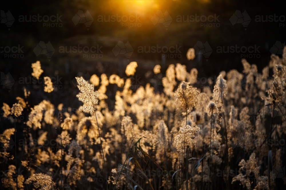 Rushes backlit by sunset light - Australian Stock Image