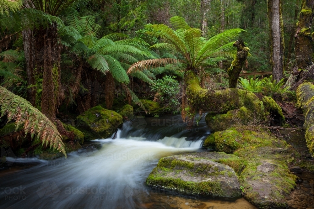 Russell Falls Creek : Austockphoto Russell Falls Creek - Australian Stock Image