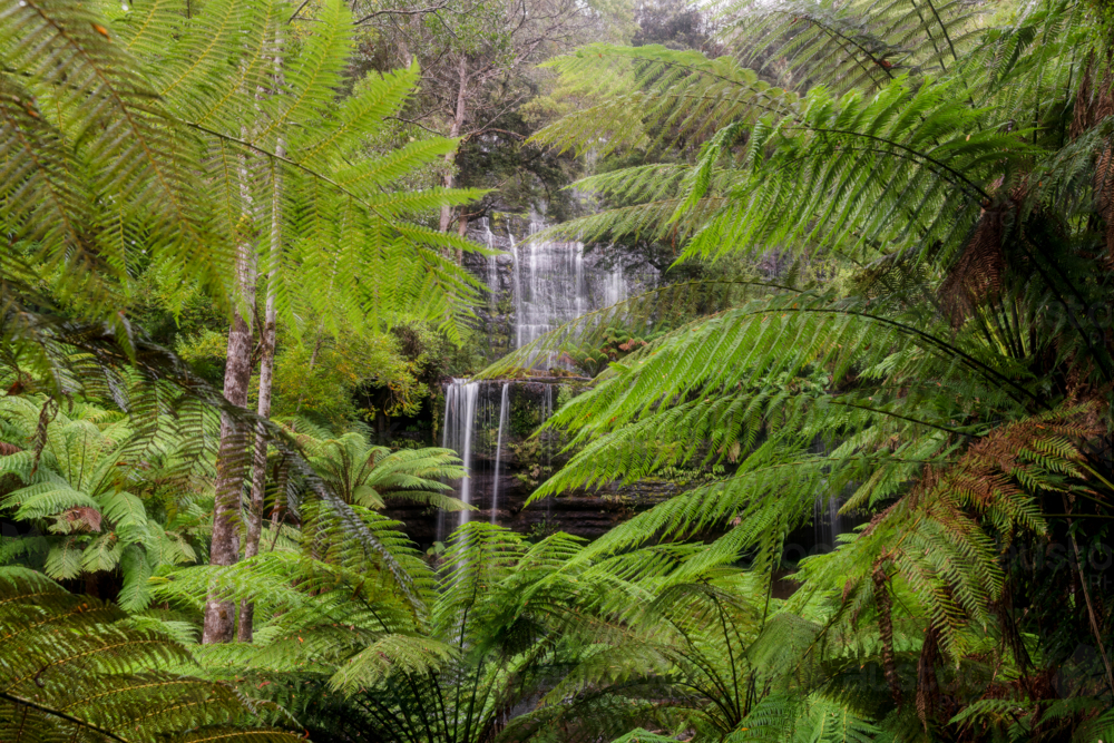Russell Falls Waterfall surrounded by the lush green ferns and foliage - Australian Stock Image