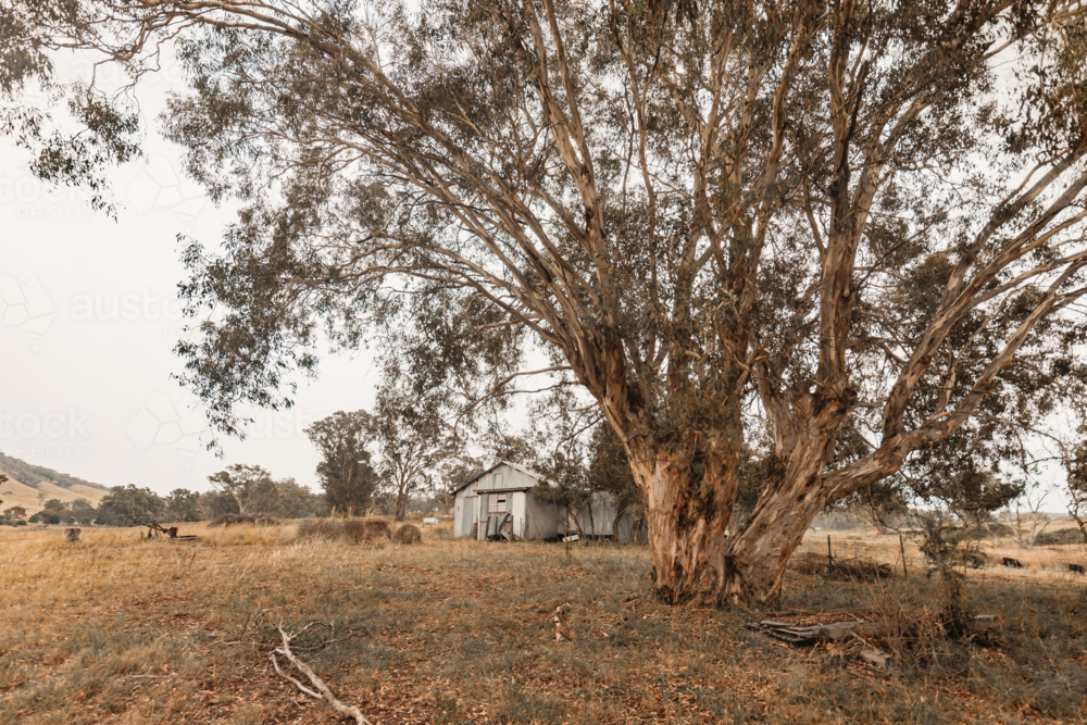 Rustic shed on rural country property on dull overcast day - Australian Stock Image