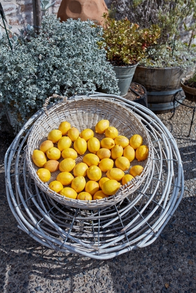 Rustic woven basket full of bright yellow lemons - Australian Stock Image