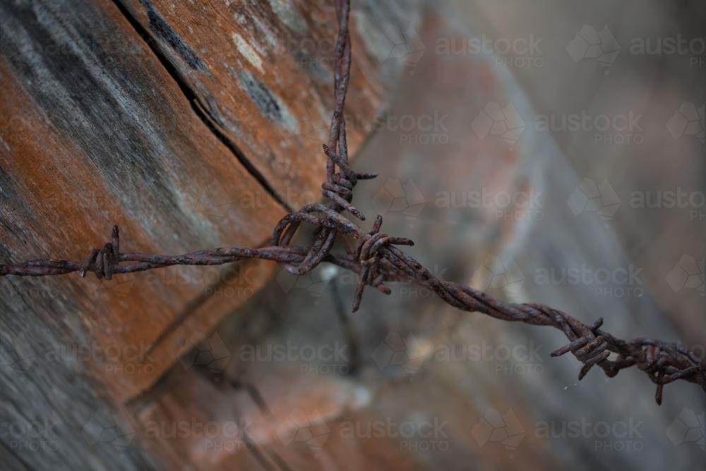 Rusty barbed wire tied around wooden strainer post - Australian Stock Image