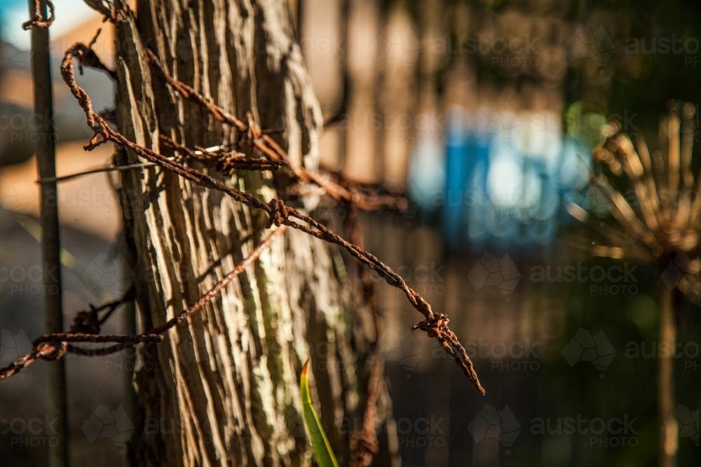 Rusty old barbed wire around a fence post - Australian Stock Image