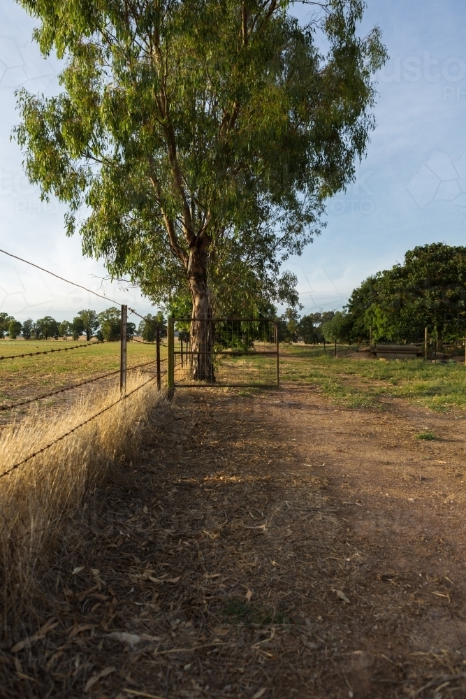 Rusty open farm gate to a paddock and a large tree - Australian Stock Image