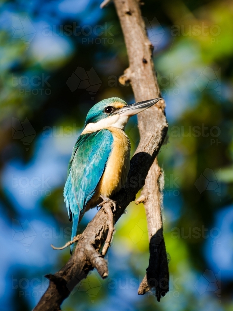 Sacred Kingfisher sitting on a branch with blurred background - Australian Stock Image